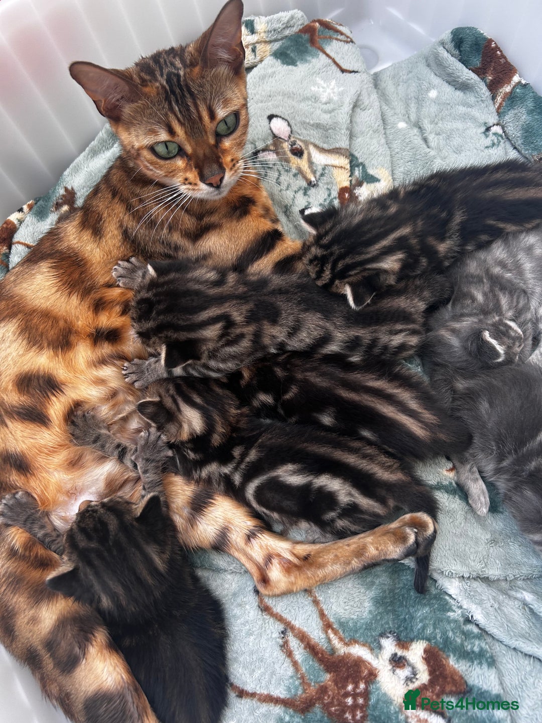 Bengal cats for sale: Bengal cross kittens  - Image 10