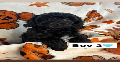 Cavapoo dogs - Advert 6