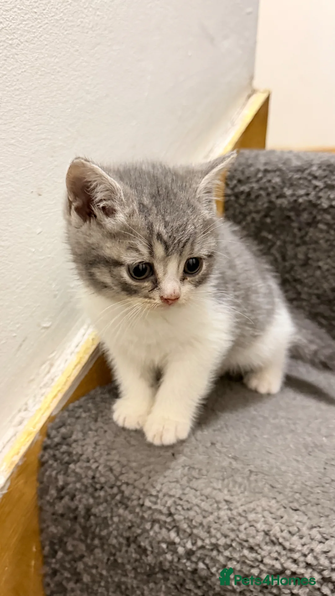 Mixed Breed cats for sale: British shorthair kitten - Advert 2
