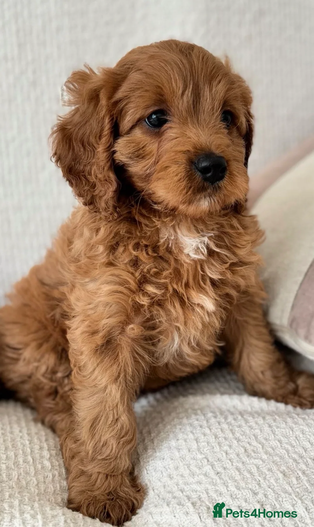 Cavapoo dogs for sale: Outstanding Cavapoos  - Advert 9