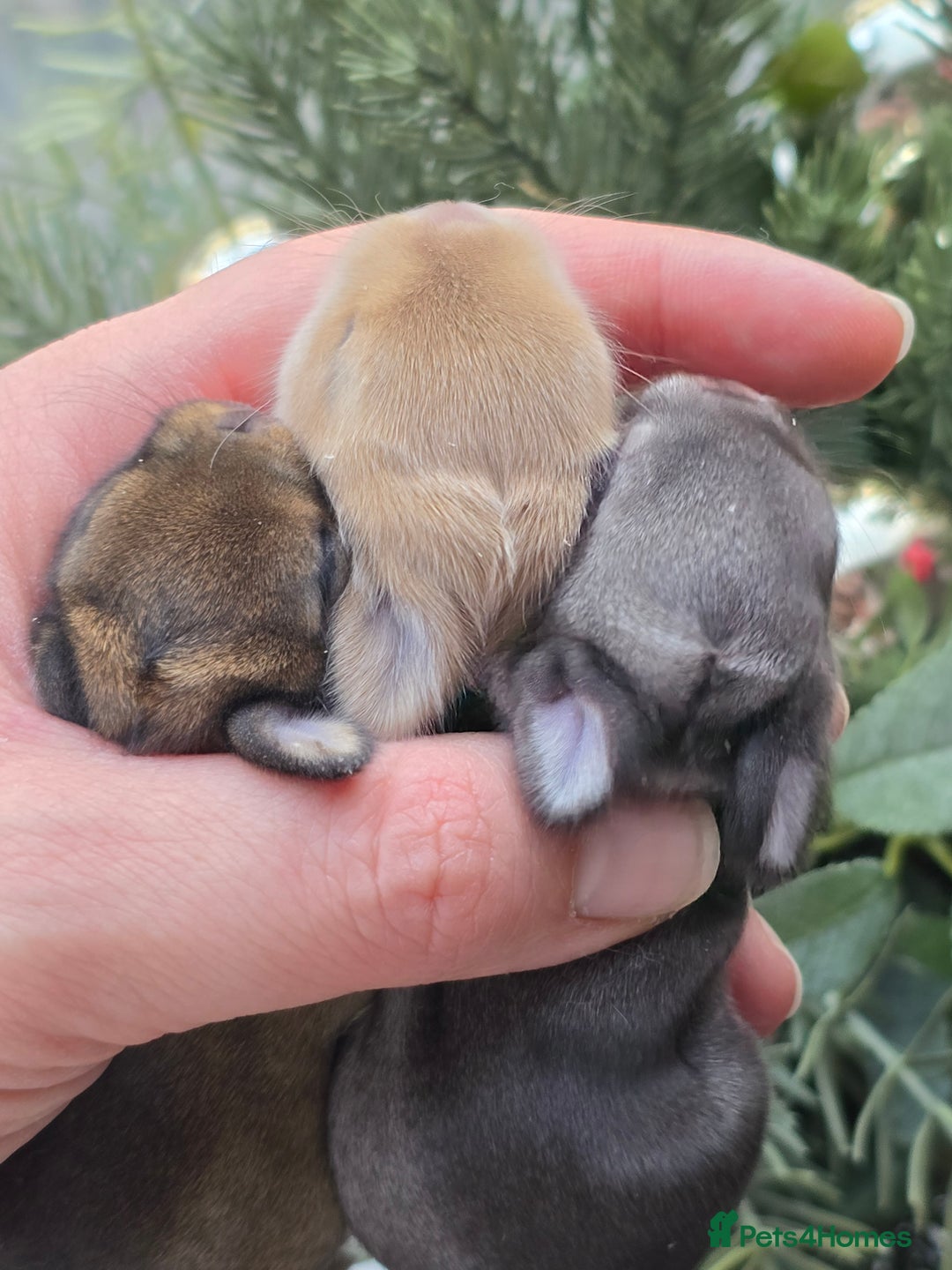 Netherland Dwarf rabbits for sale: Netherland dwarf babies bunnies - Advert 4