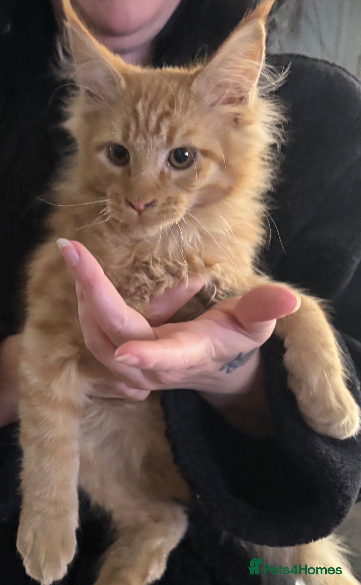 Maine Coon cats GCCF Registered Maine Coons - Advert 2