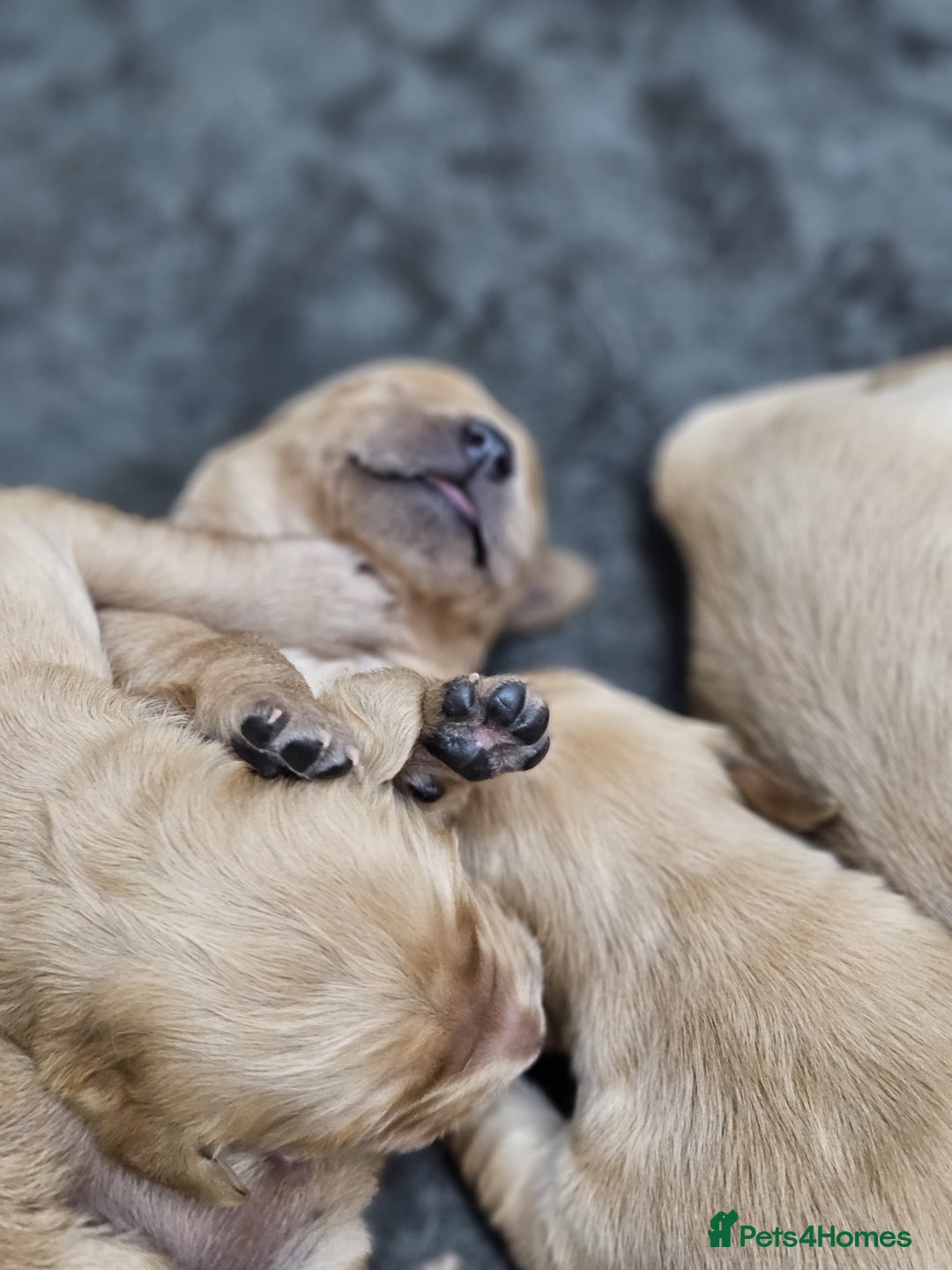Goldador dogs for sale: 🐾Gorgeous Puppies-Family Raised with Love&Care🐾 - Image 20