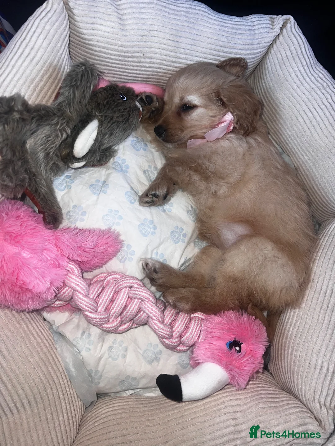 Cockapoo dogs for sale: 2 Cockapoo puppies  in Loughborough - Advert 2