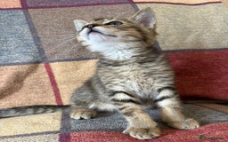 Mixed Breed cats for sale: 12 kittens 3 litters ready to reserve in St Albans - Image 19