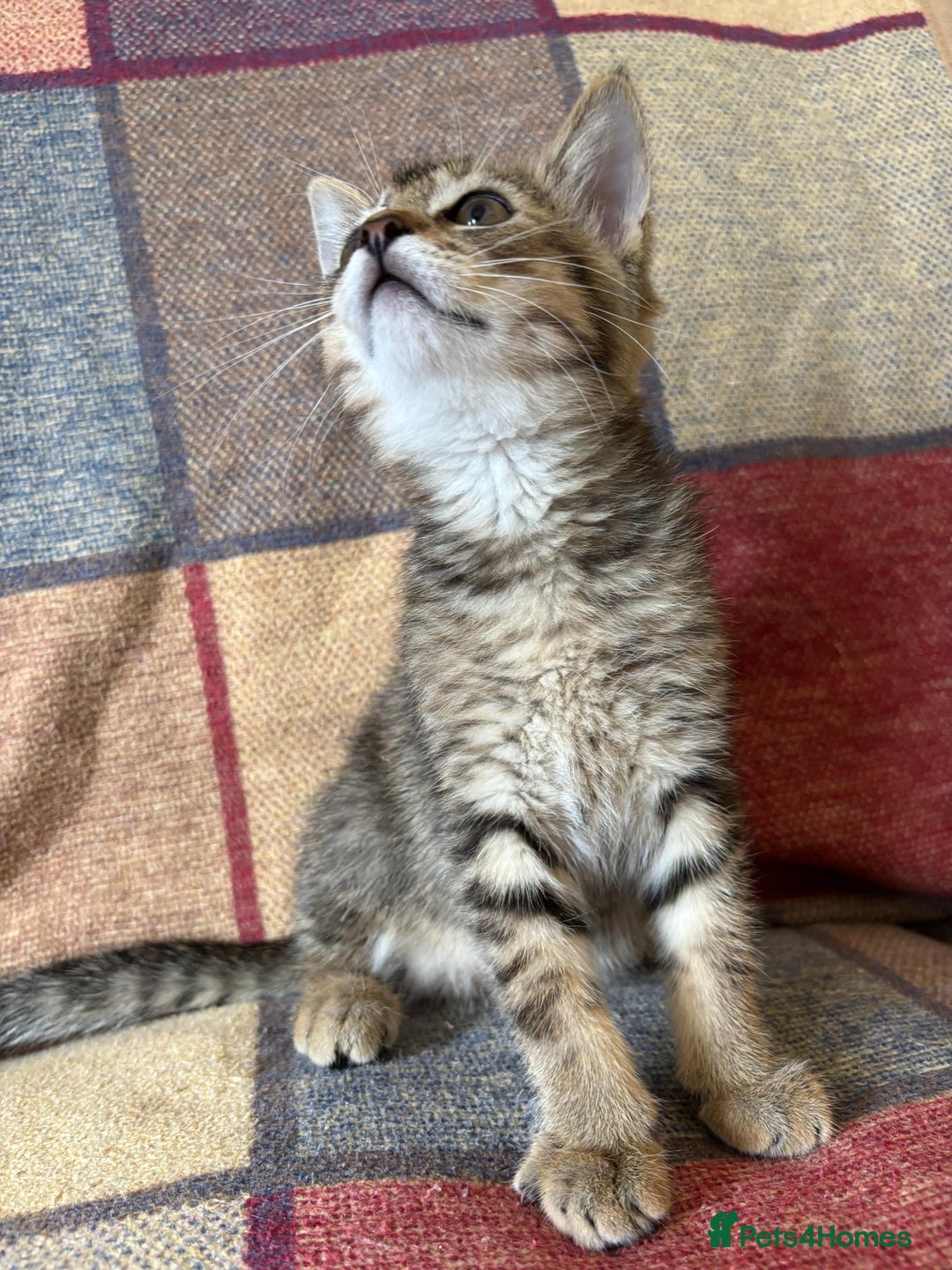 Mixed Breed cats for sale: 12 kittens 3 litters ready to reserve in St Albans - Image 19