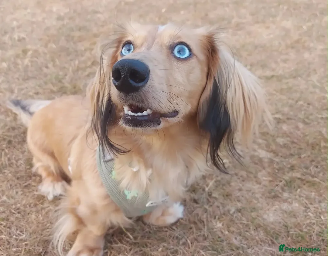 Miniature Dachshund dogs for stud: Dyson for stud  - Advert 2