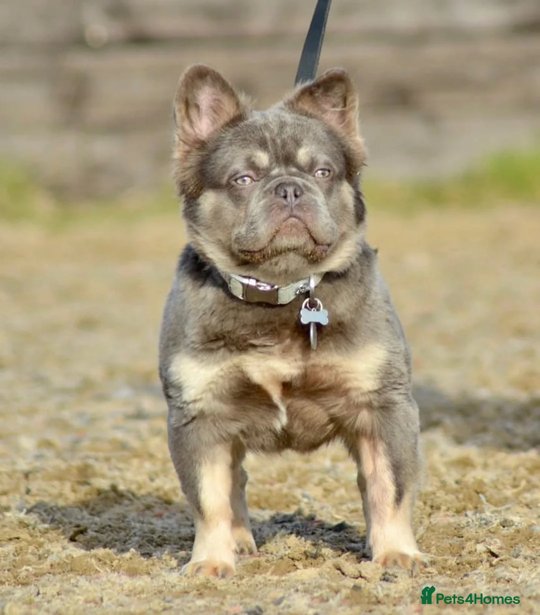 French Bulldog dogs for sale: Gorgeous French Bulldog Pups (KC Reg) - Advert 7