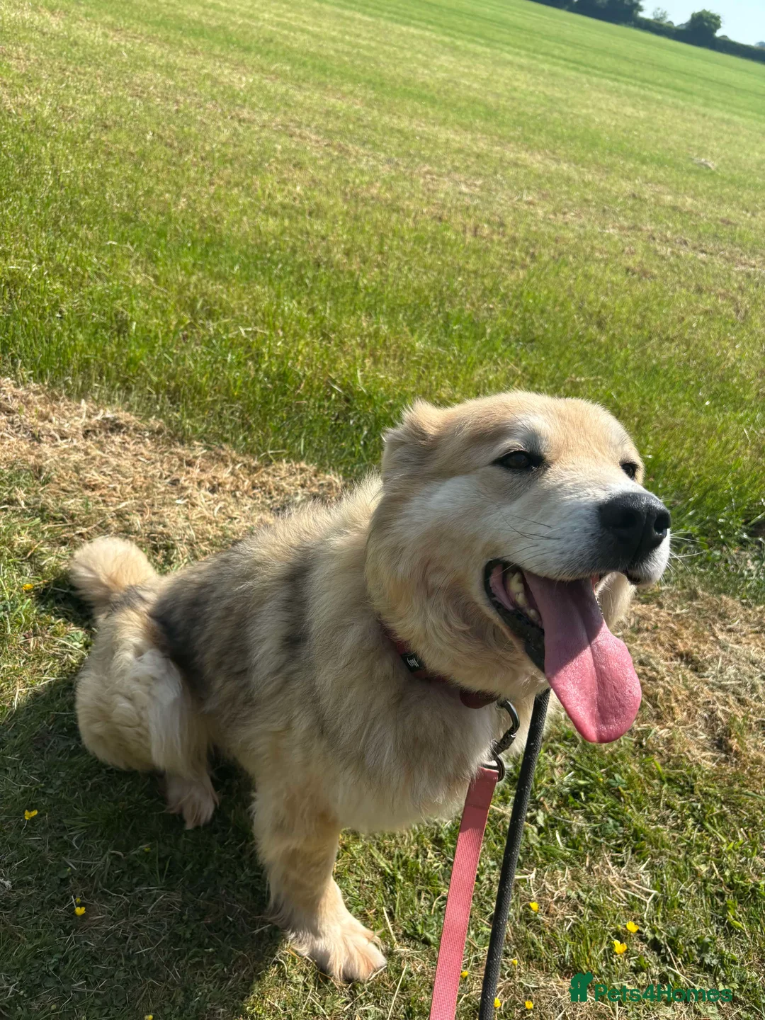 Mixed Breed dogs for adoption: Meet Paddy, currently residing in Cheshire  in Nantwich - Advert 21