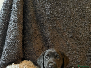 Labrador Retriever dogs Male Labrador Puppy - Advert 4