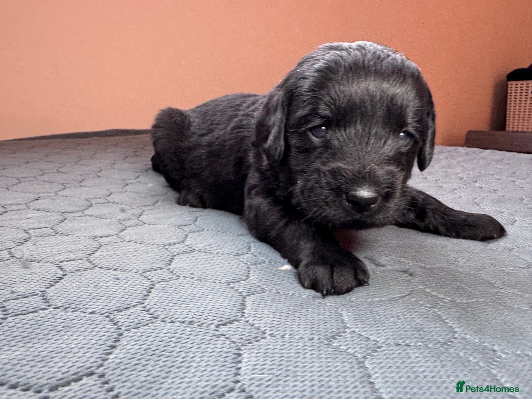 Labradoodle dogs for sale: Chocolate & chocolate Merle Miniature Labradoodles - Advert 11