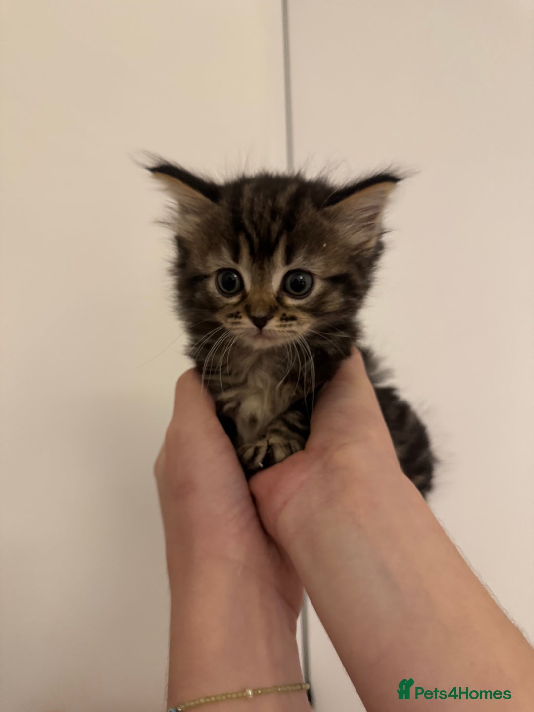 Ragdoll cats for sale: 5 beautiful kittens, 3/4 ragdoll 1/4 tabby - Advert 10