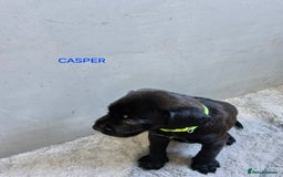 Mixed Breed dogs for sale: Amazing puppies - Image 5