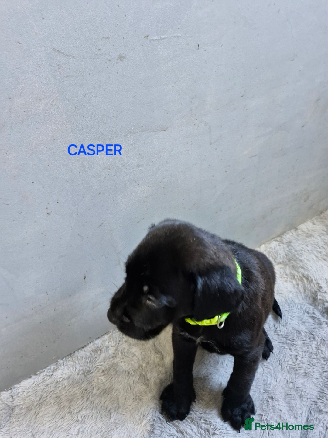 Mixed Breed dogs for sale: Amazing puppies - Image 5