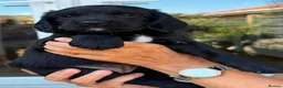 Sprocker dogs for sale: Sprocker spaniel  - Advert 25