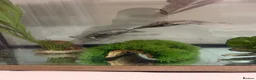 Turtle reptiles for sale: 2x map turtles looking for a new home in Newport - Advert 2