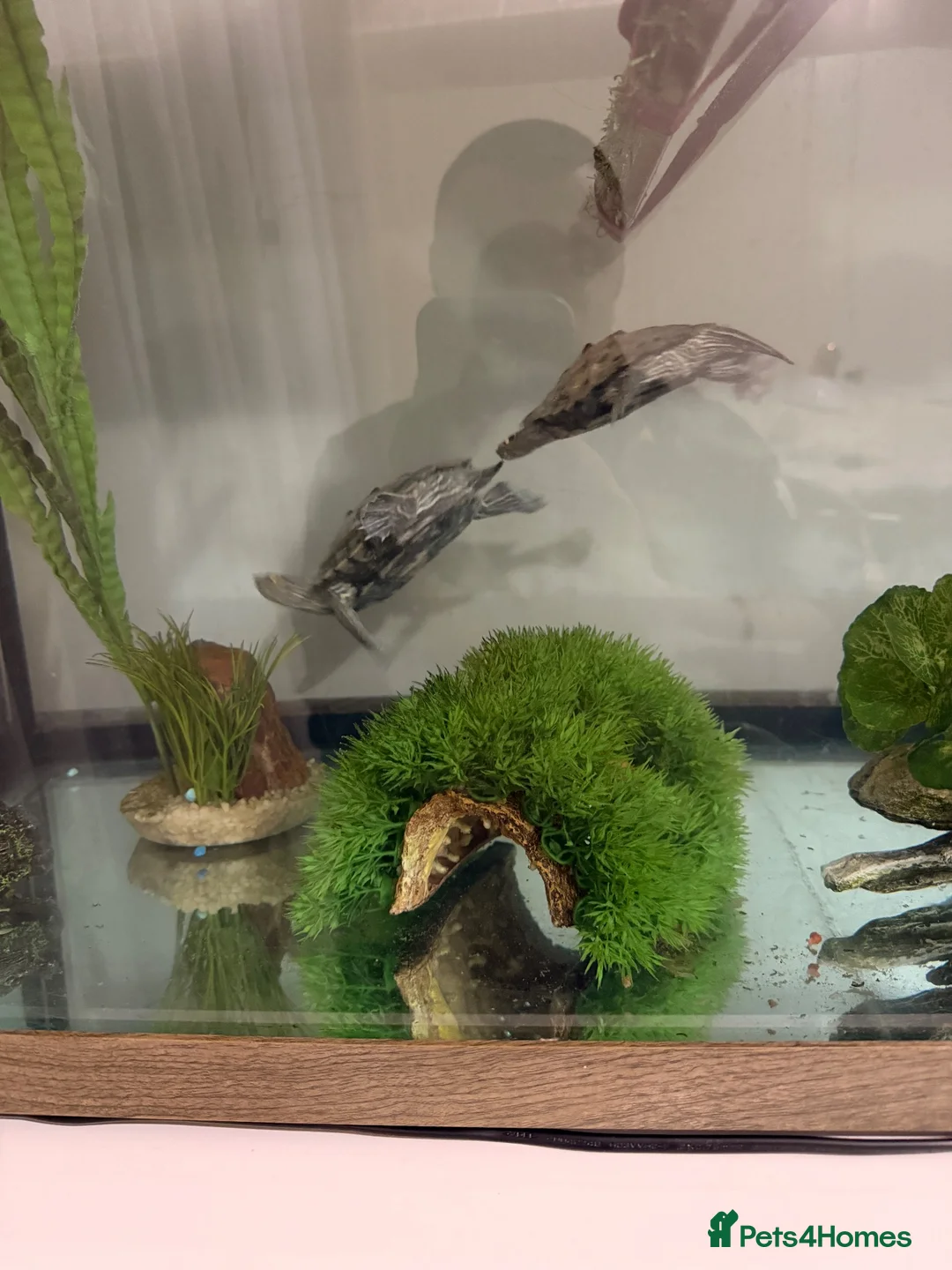 Turtle reptiles for sale: 2x map turtles looking for a new home in Newport - Advert 2