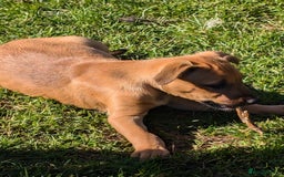 Mixed Breed dogs for sale: Huntaway x Lurcher puppies  - Image 10