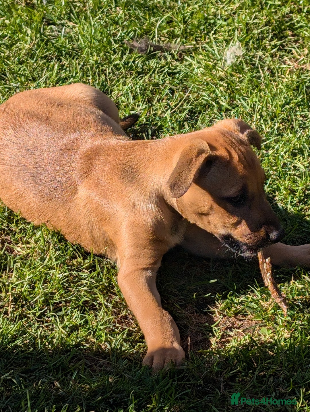 Mixed Breed dogs for sale: Huntaway x Lurcher puppies  - Image 10