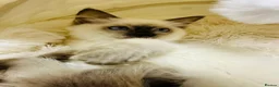 Ragdoll cats for sale:  🌸 GCCF/TICA Registered Pedigree Ragdoll Kittens  - Advert 15