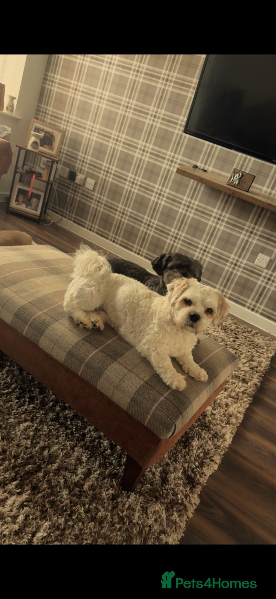 Shih Tzu dogs STUD male  - Advert 3
