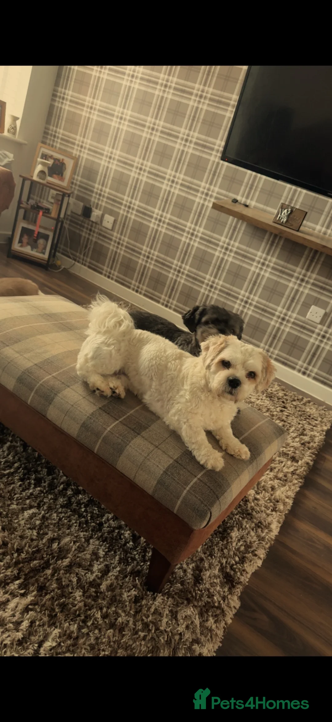 Shih Tzu dogs for stud: STUD male  - Advert 1