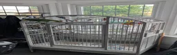 Parrots birds for sale: Amazon parrot  in Clacton-on-Sea - Advert 3
