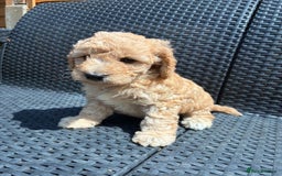Cockapoo dogs for sale: Cockapoo 1 male 3 girls - Image 9