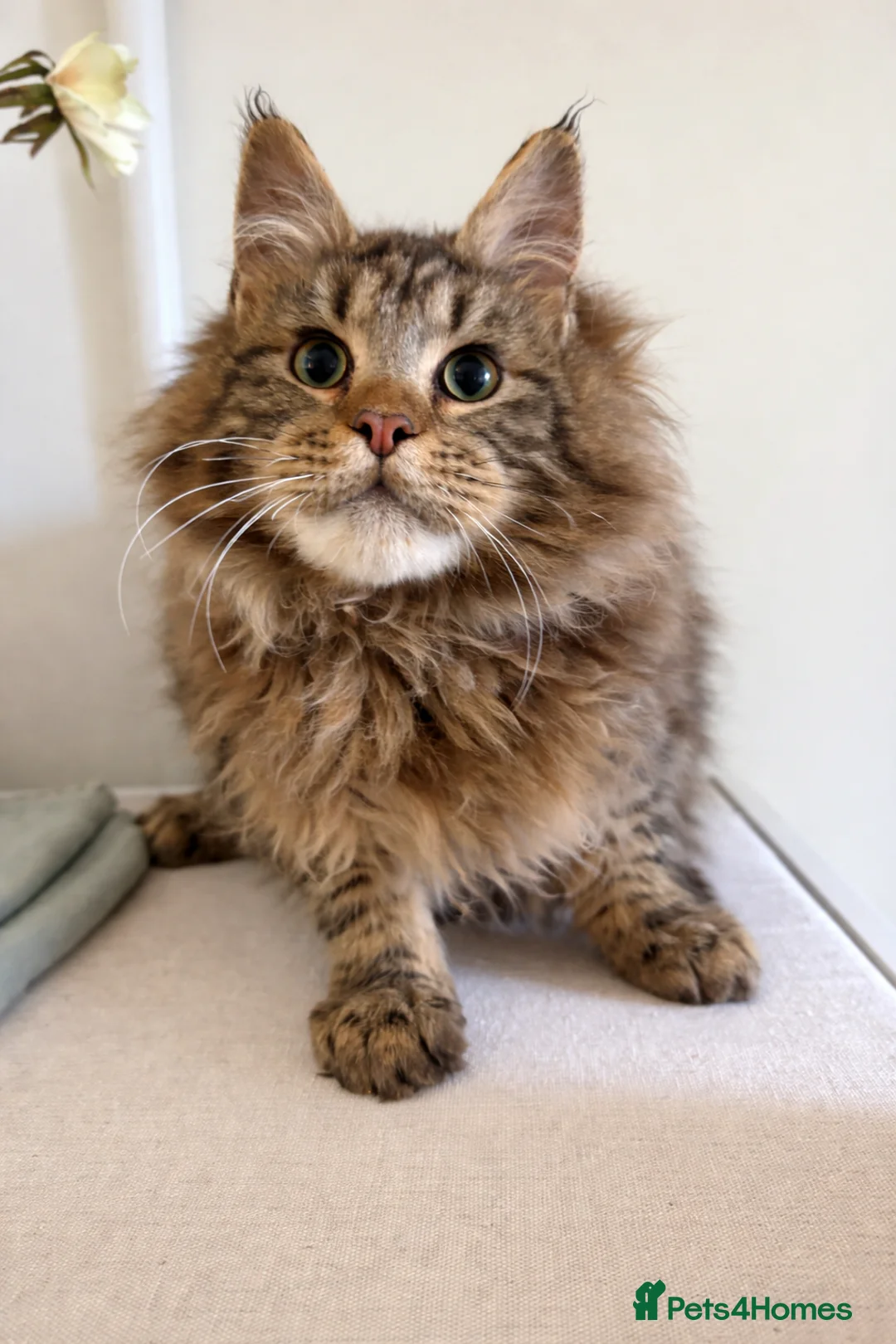 Maine Coon cats for sale: Maine coon kitten 5 month  - Advert 1