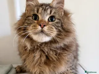 Maine Coon cats Maine coon kitten 5 month - Advert 2