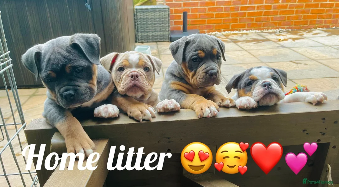 Olde English Bulldogge dogs for stud: PROVEN STUD - Floyd, Olde English Bulldogge in Nottingham - Advert 7