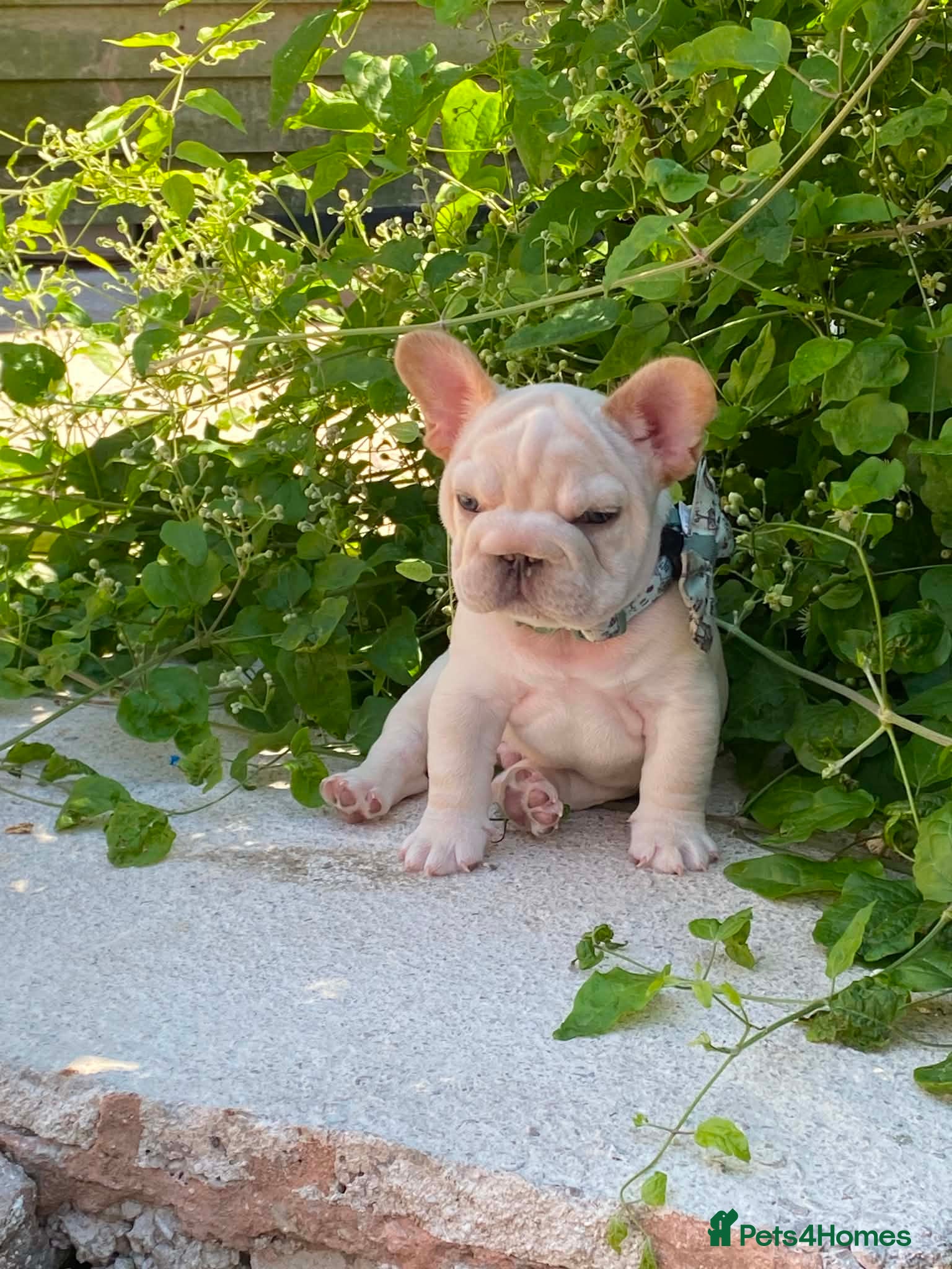 French Bulldog dogs Stunning platinum French bulldog - Advert 14