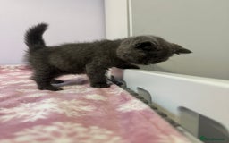British Shorthair cats for sale: Championline British Blue kittens - Image 7