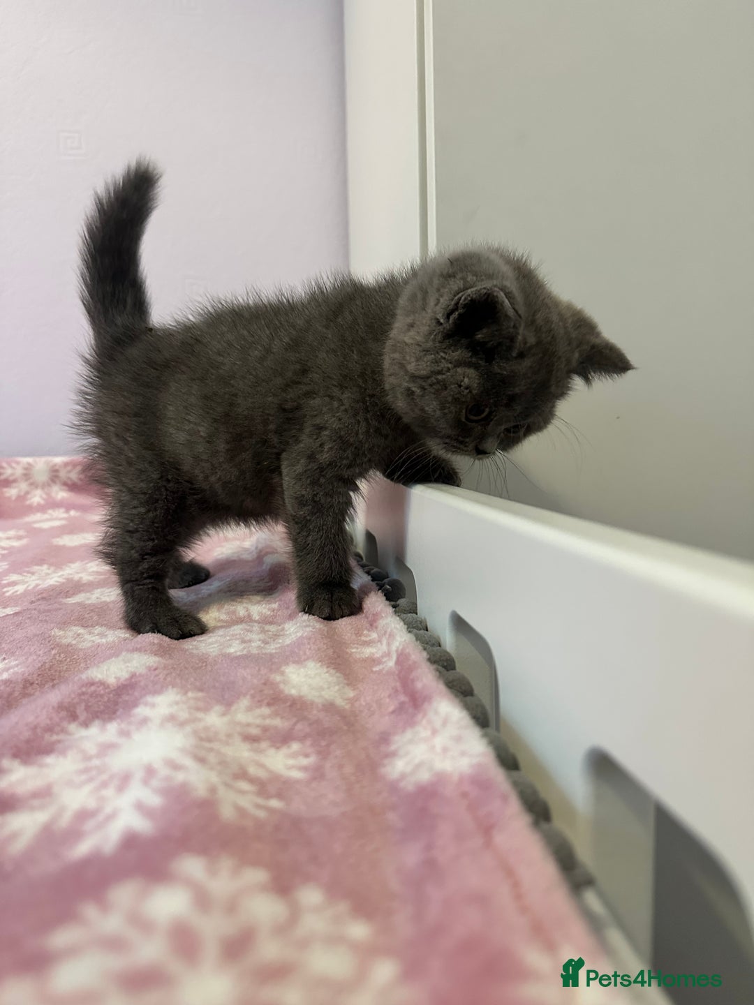 British Shorthair cats for sale: Championline British Blue kittens - Image 7