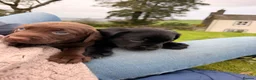 Springador dogs for sale: Springadors! 6 puppies  in Skipton - Advert 9