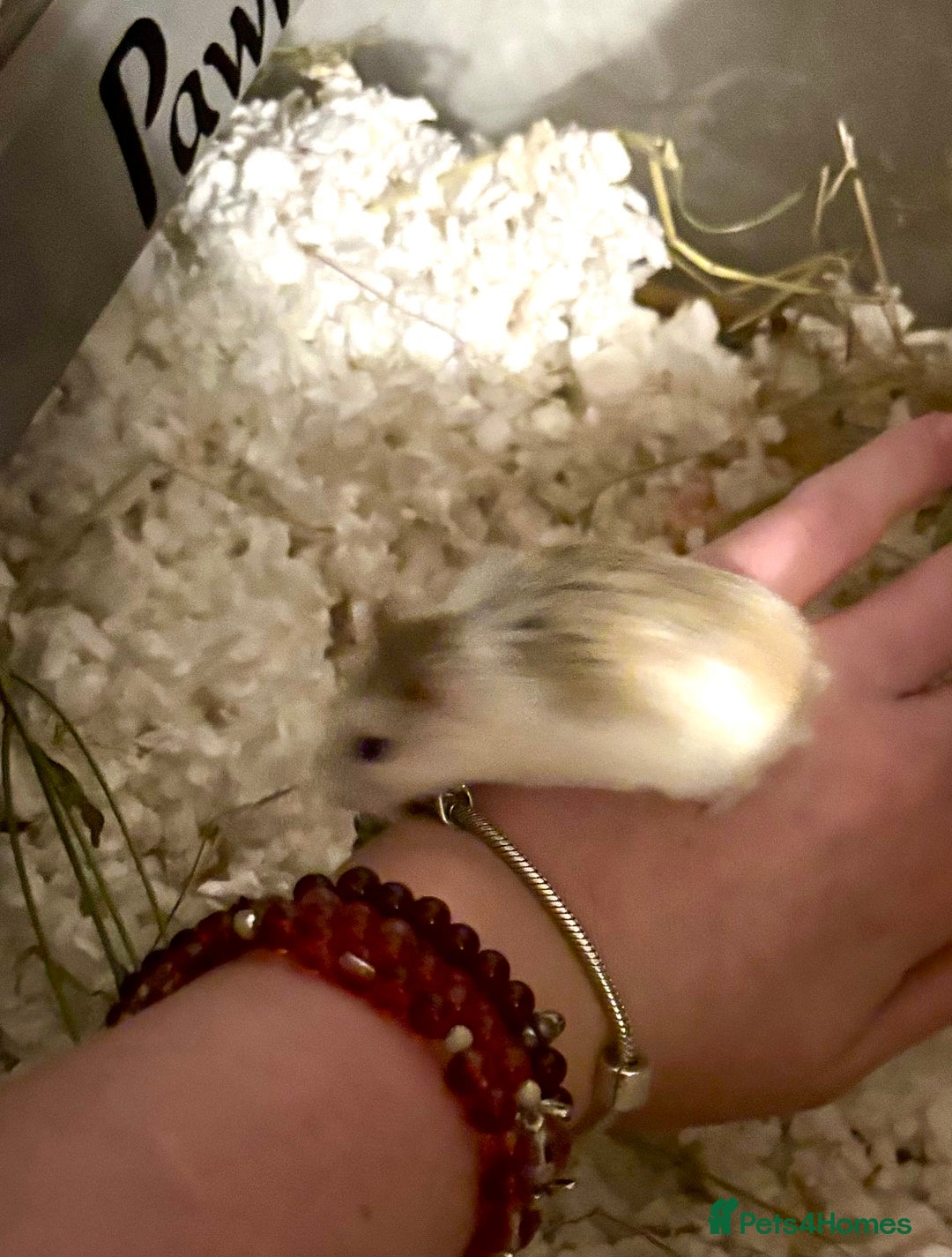 Hamster rodents for sale: roborovski dwarf hamster available  - Advert 2