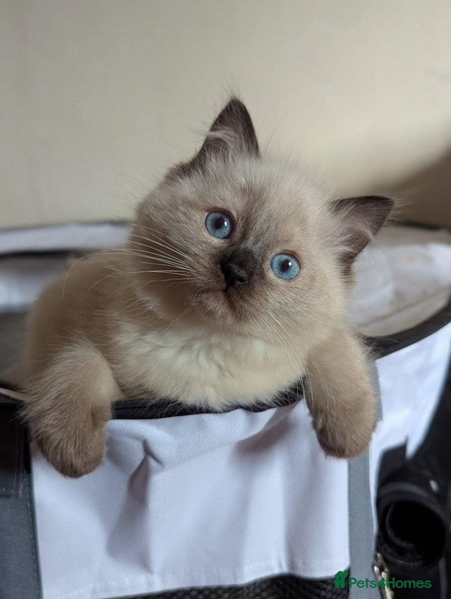 Ragdoll cats Chunky ragdoll boys 🩵 - Advert 16