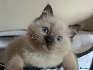 Ragdoll cats Chunky ragdoll boys 🩵 - Advert 16
