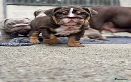 English Bulldog dogs for sale: English bulldog  - Image 2