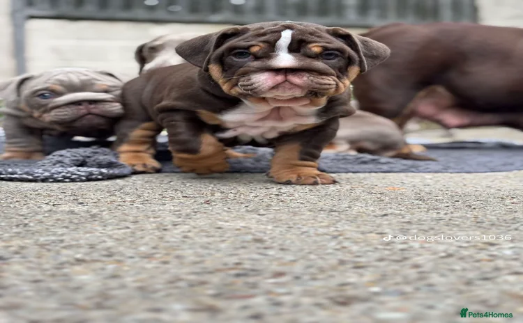 English Bulldog dogs - Advert 1