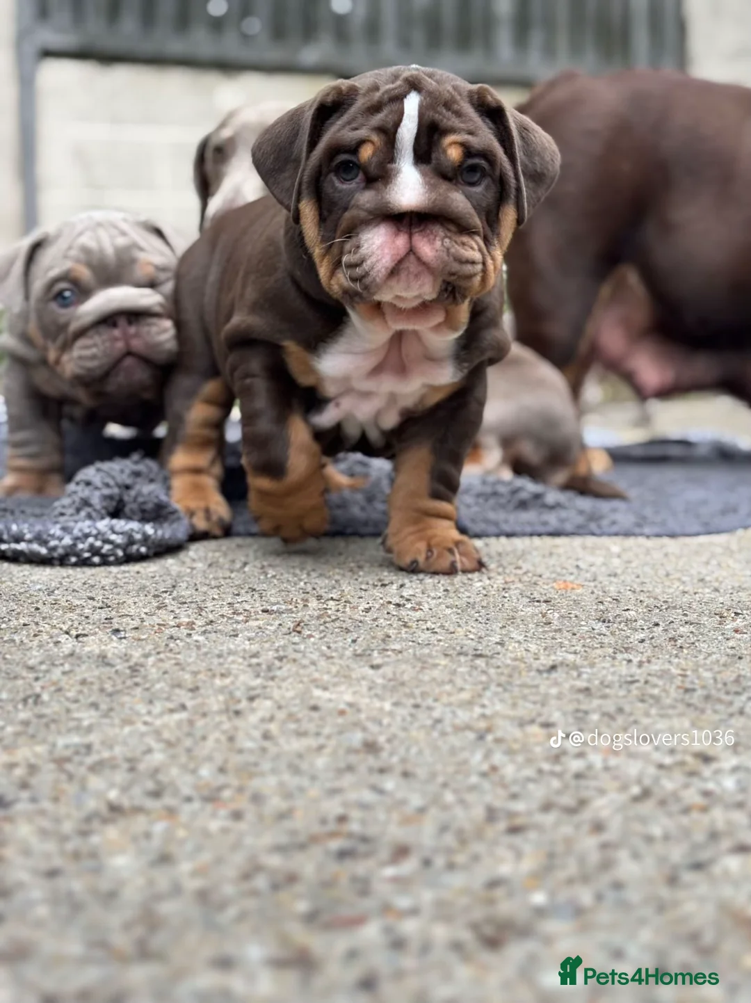 English Bulldog dogs for sale: English bulldog  - Image 2