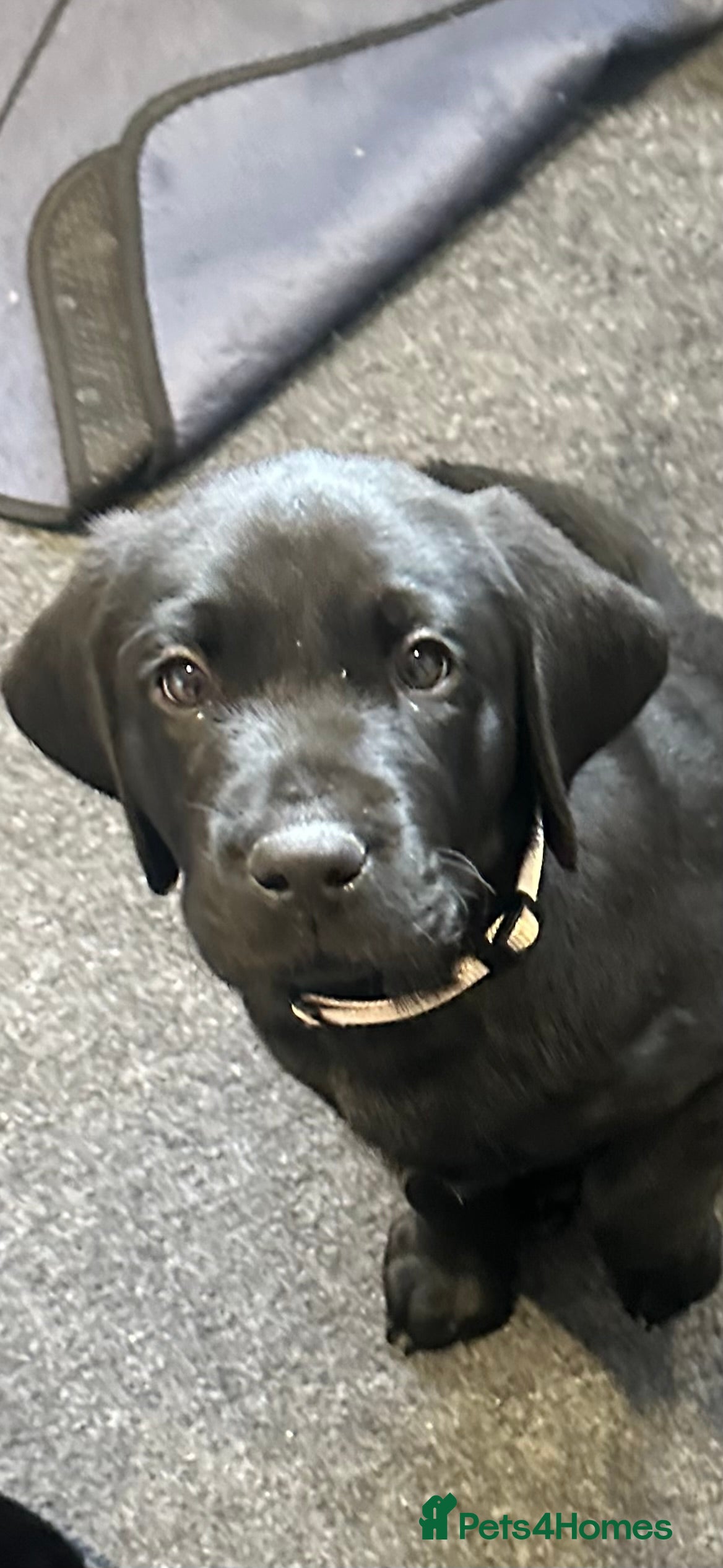 Labrador Retriever dogs Chunky Working Labrador Puppies  - Advert 2