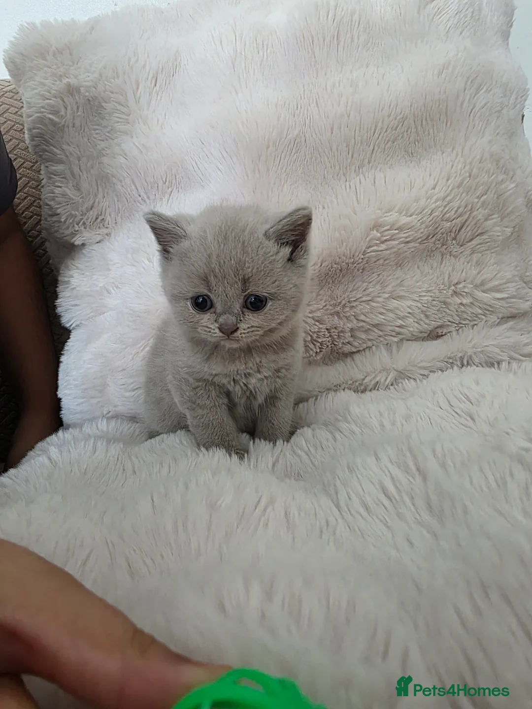 British Shorthair cats for sale: British Shorthair/Scottish Fold Kittens - Advert 18