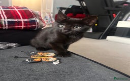 Mixed Breed cats for sale: Female kitten - Image 5