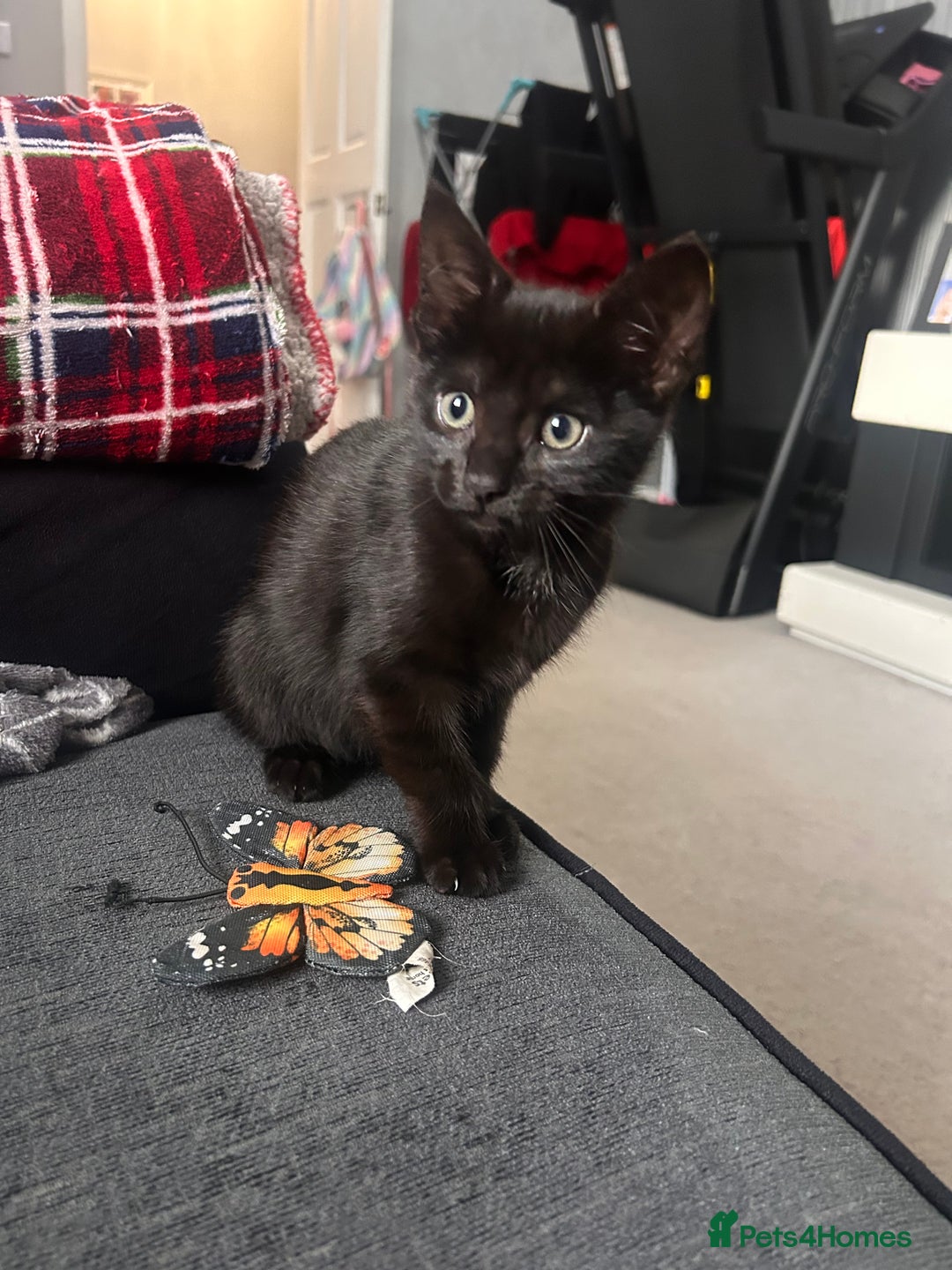 Mixed Breed cats for sale: Female kitten - Image 5