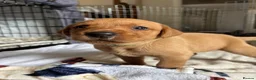 Labrador Retriever dogs for sale: Fox Red Labrador Puppies - Advert 7