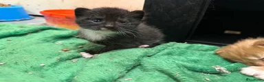 Girl kitten