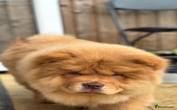 Chow Chow dogs for sale: Champion pedigree chow chow puppies in Northampton - Image 25