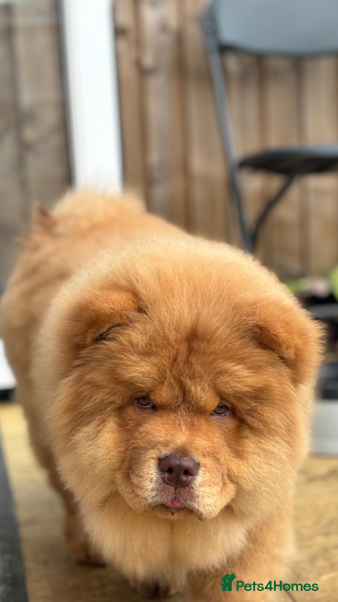 Chow Chow dogs for sale: Champion pedigree chow chow puppies in Northampton - Image 25