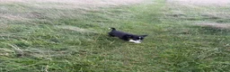 Sprollie dogs for sale: Male Sproolie  - Advert 7